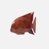 Display Angel Fish